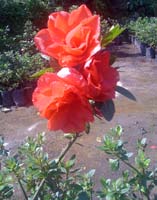 Manufacturers Exporters and Wholesale Suppliers of Flowering Plants Kolkata Bangol